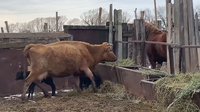 Корова защищает телят смотреть онлайн