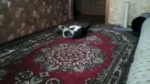 Брачные игры кота и кошки