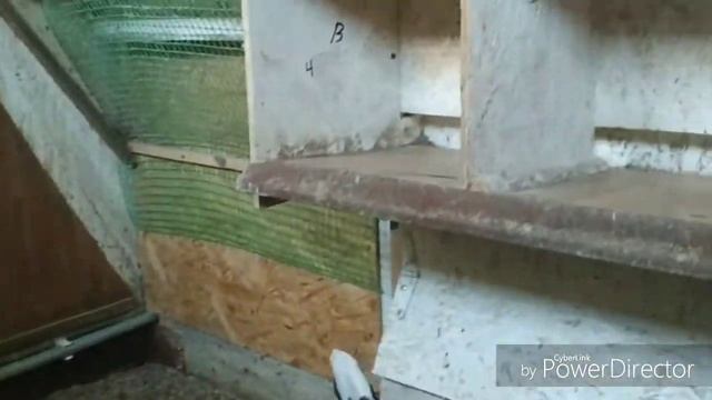 Выгодно ли содержать 20 несушек? смотреть онлайн