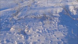 Охота на белых куропаток.. С подхода. Охота на Севере.