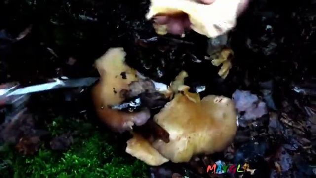 Какие грибы растут в ноябре. Вешенки и Дрожалки. смотреть онлайн