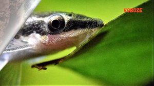 Отоцинклюс. Содержание, разведение, кормление в аквариуме Otocinclus
