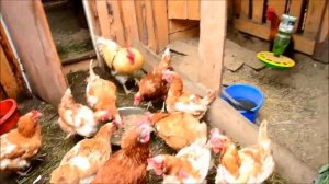 Кто главный в курятнике после петуха?/не несутся,на откорм!!/Куры дерутся,как петухи.