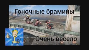 Fallout4. Гоночные брамины. Очень весело.