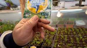 МОШКИ НА ГЕРАНИ копеечное средство от вредителей