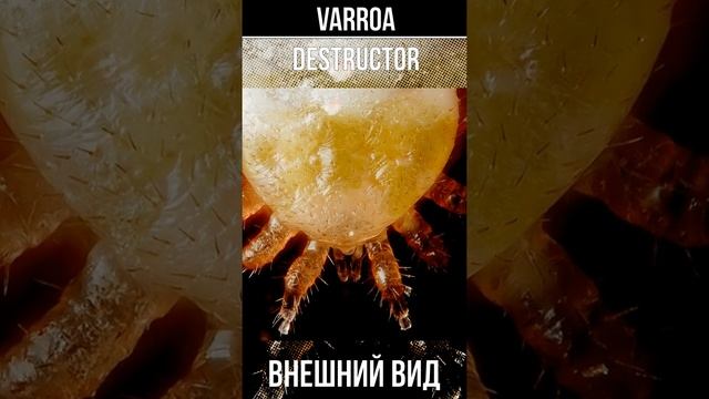 Внешний вид клеща VARROA destructor  #shorts