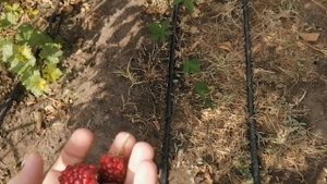 Ежевика Лохтей последстви от клеща