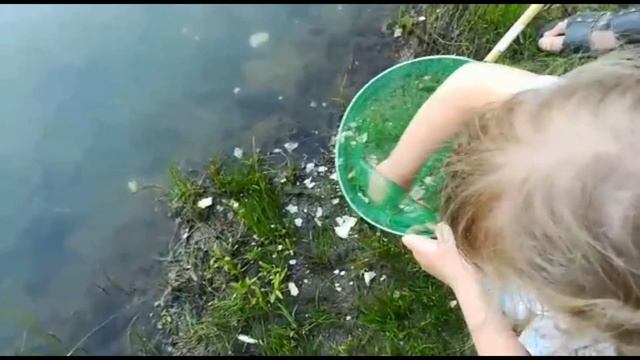 Бобёр.... Ловим Много Рыбы Сачком, и он приплыл прямо к нам. БОБЁР ест))) смотреть онлайн