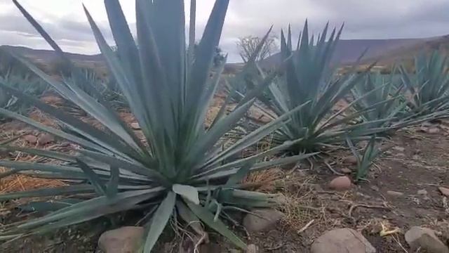 Agave de 1 y medio con gran porte de piña y emisión de hijuelos смотреть онлайн