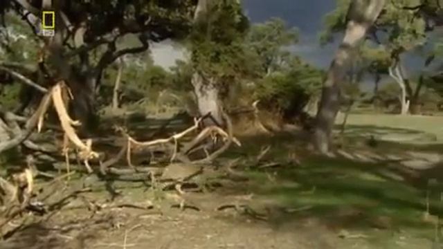 Дикие кошки.Хищники Африки.Леопарды.