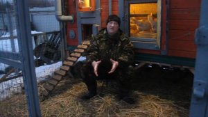 Сено,солома - ваша птица будет здорова!