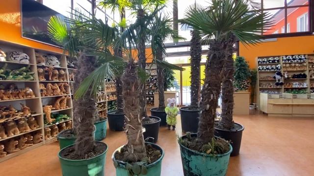 Как Ангелина заблудилась в ТРЕХ ПАЛЬМАХ ))) смотреть онлайн