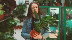 Filodendron Paraiso Verde w cenie takiej, że śmiech na sali, powrót dieffenbachii banana - dostawa!