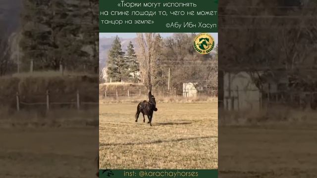 Джигитовка. Карачаевская порода лошадей