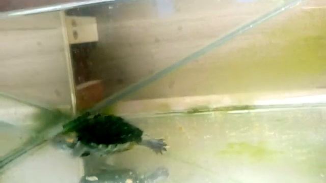 Red Eared turtle. Красноухая черепаха "РЫЖИК" крупным планом смотреть онлайн