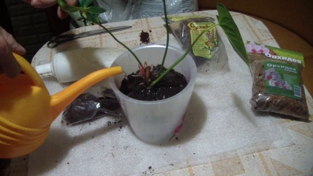 Антуриум Эксперимент с необычным субстратом смотреть онлайн