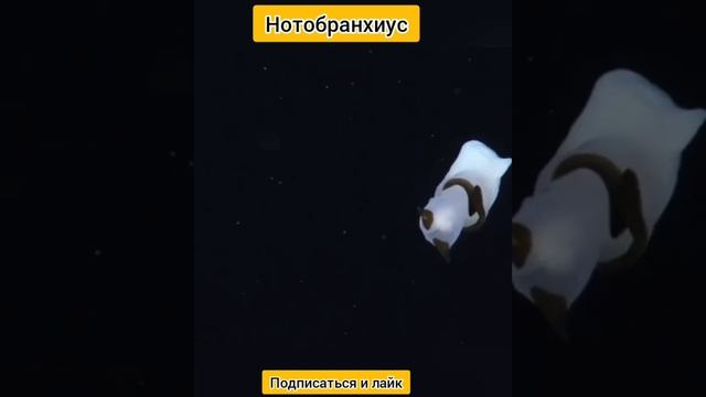 Нотобранхиус