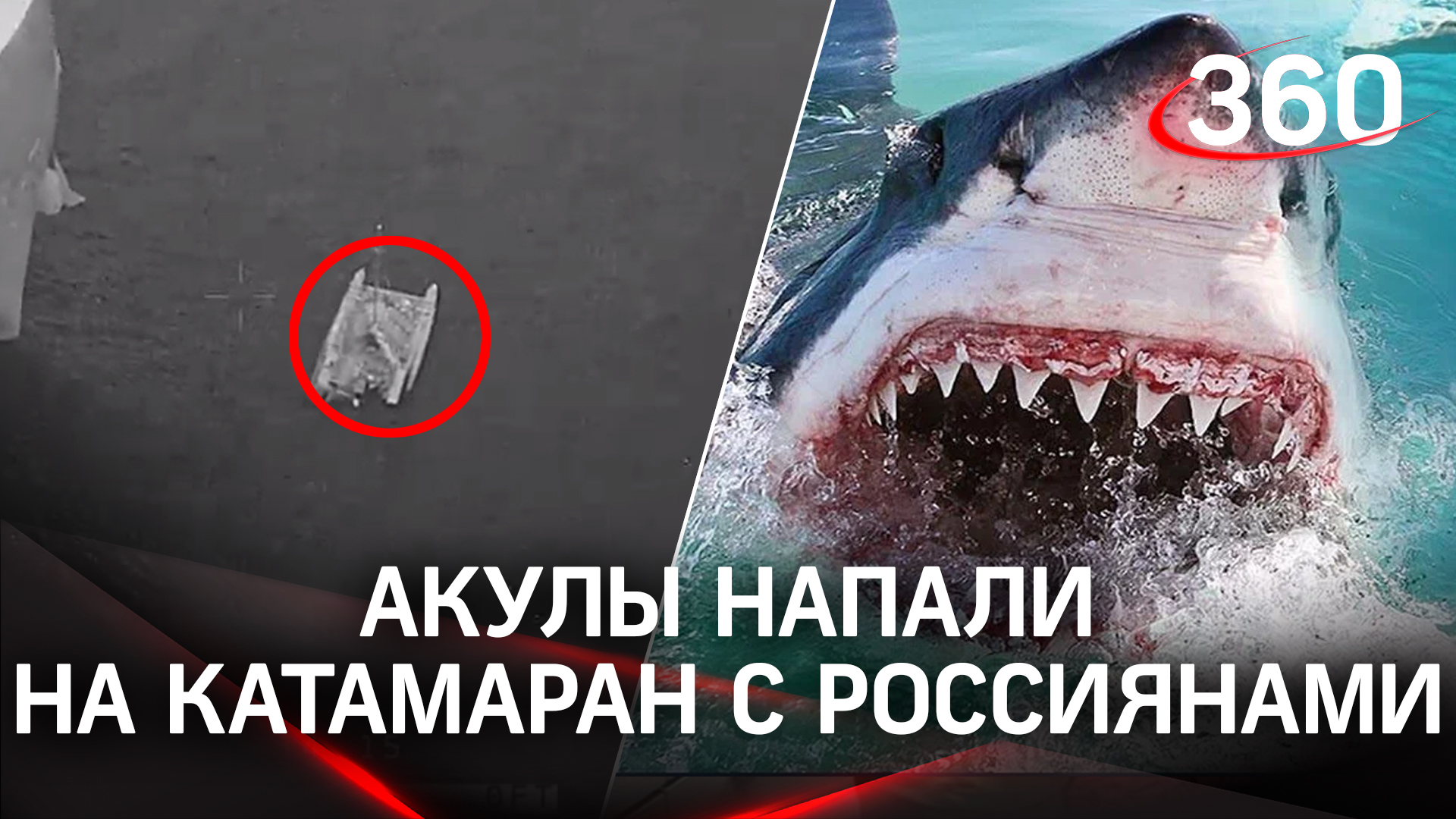 Акулы атаковали катамаран кругосветной экспедиции Russian Ocean Way