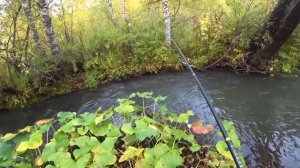 Речушка в Таёжном лесу/ Осенний Клёв КРУПНОГО Хариуса/ Рыбалка в Непролазном болоте!!!