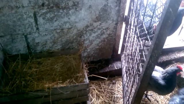 ГНЕЗДА НАСЕСТЫ ПОДСТИЛКА/ СОДЕРЖАНИЕ КУР ЗИМОЙ. НАШ КУРЯТНИК23 грудня 2019 р. смотреть онлайн