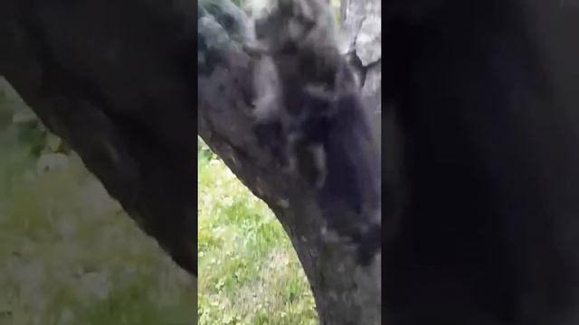 Vlog: гуляю с Шушиком. 😊😻 смотреть онлайн