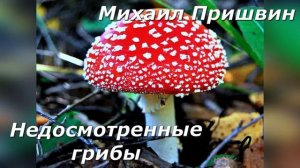 Недосмотренные грибы. М. Пришвин.