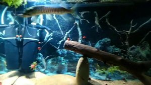 ЩУКА В ДОМАШНЕМ АКВАРИУМЕ ......11 января 2021 г.#fish #аквариум #рыбалка #щука #fishing