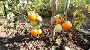 Классный томат-Желтые Торбочки