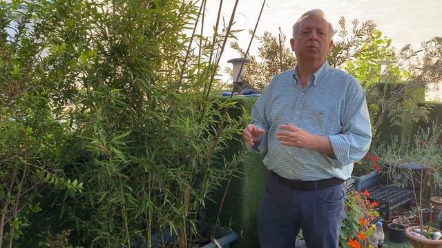 Bambu Bitkisi смотреть онлайн