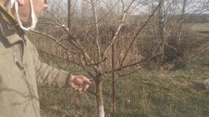 обрезка алычи(основные приемы)