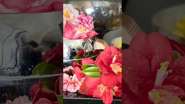 New article in Aromatika magazine aromaticwriter scentedstories flowerdistillation flowers lov