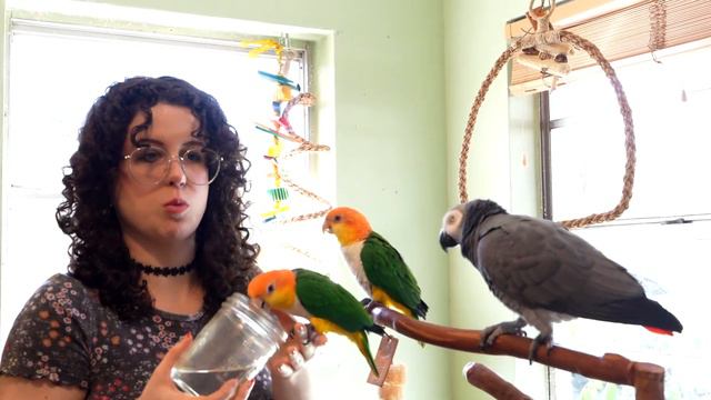 Answering Chat | Live with Apollo the Talking Parrot смотреть онлайн