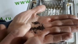 Посев семян хвойных культур в кассету на рассаду