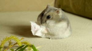 Джунгарский хомяк? уплетает салфетку?
