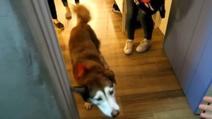 ОГРОМНЫЙ ТАРАКАН В КВАРТИРЕ!