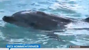 Строительство океанариума в Приморье должны завершить в этом году