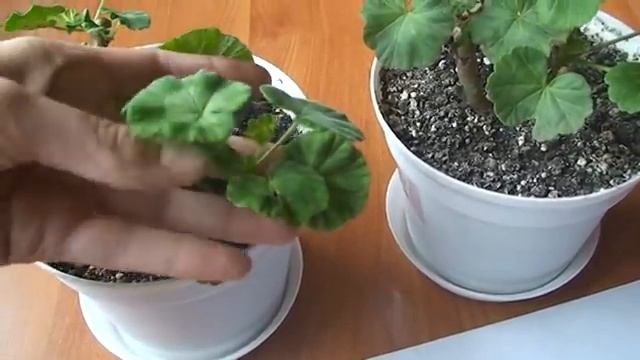 Прищипка пеларгонии. Формировка пеларгоний. Как формировать растения для кустистости. смотреть онлайн