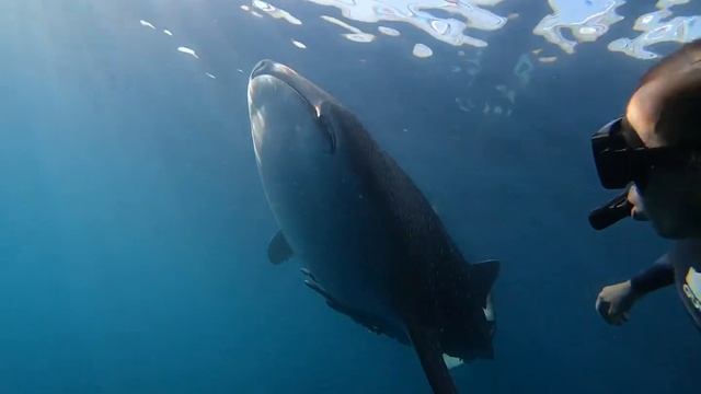 Погладил китовую акулу смотреть онлайн