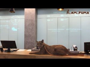 Как пума Месси съездил в отпуск. How cougar Messi went on vacation