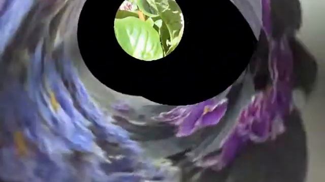 Цветы на вашем подоконнике смотреть онлайн