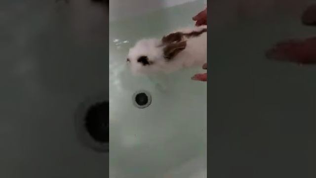 Плавающий кролик смотреть онлайн