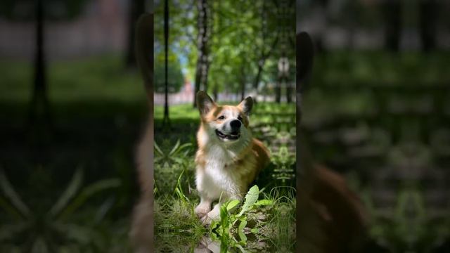 Сколько фото насчитали? #corgi #топ #рек #лето