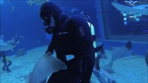 Подводная съемка, кормление скатов водолазами/Underwater video shooting, divers feeding the rays