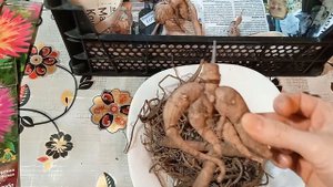 Как сохранить клубни георгинов до весны/Георгины многолетние