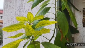 Авокадо, каудексные в октябре и причины пятен на листьях