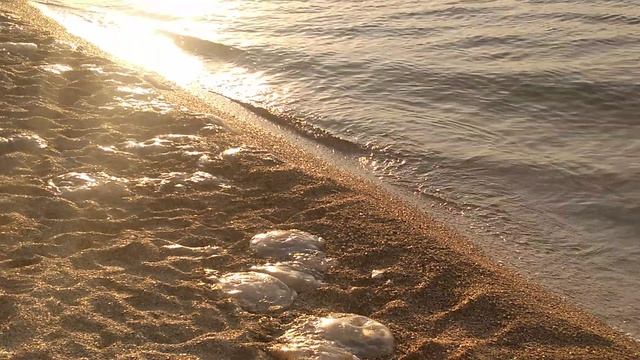 Вода в азовском море в голубицкой. Медузы в Азовском море Голубицкая. Медузы в Азовском море 2023 Голубицкая.