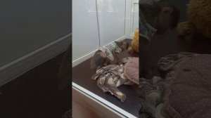 Знаменитая обезьянка Люся. Парк львов Тайган.