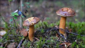 Грибная разведка 22 октября 2022. Всеволожский район.