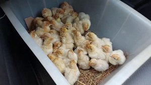 1. Гигантские индюки. Спят усталые индюшки. Первое перемешивание индюшат. Hybrid Converter.