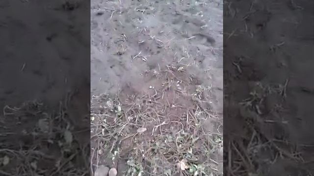 Картофелекопалка для мотоблока МТЗ-05 самоделка смотреть онлайн